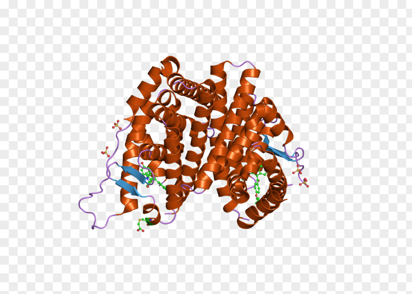 Estrogen Receptor Alpha Nuclear DNA-binding Domain PNG