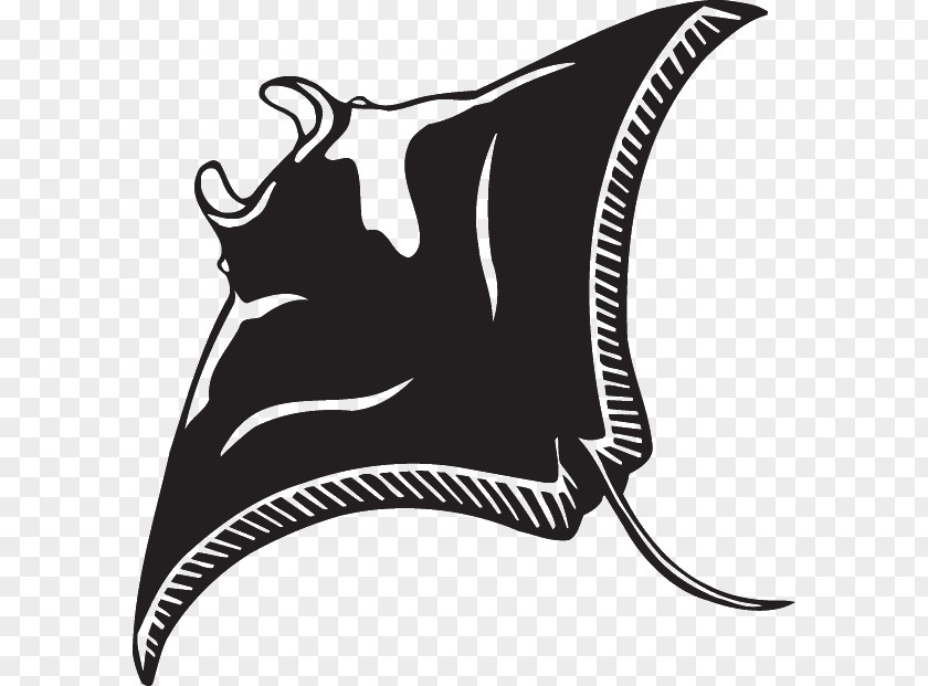 Giant Oceanic Manta Ray Myliobatoidei Batoidea Clip Art PNG