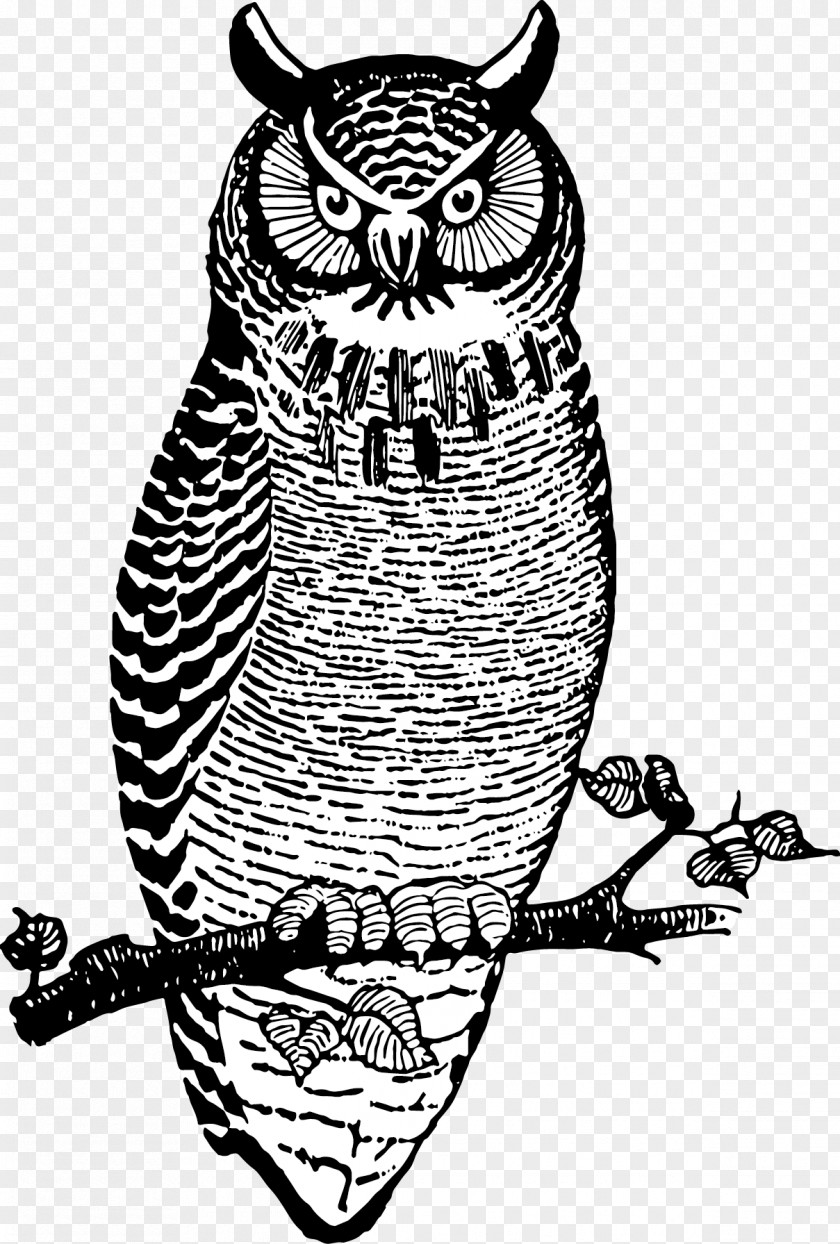 Owl Bird Beak Clip Art Visual Arts PNG