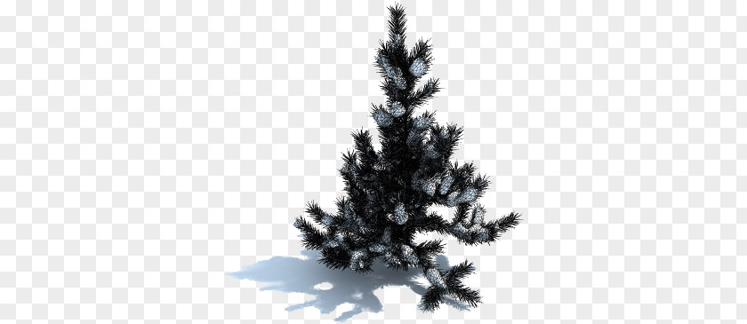 Tree Spruce Fir PNG