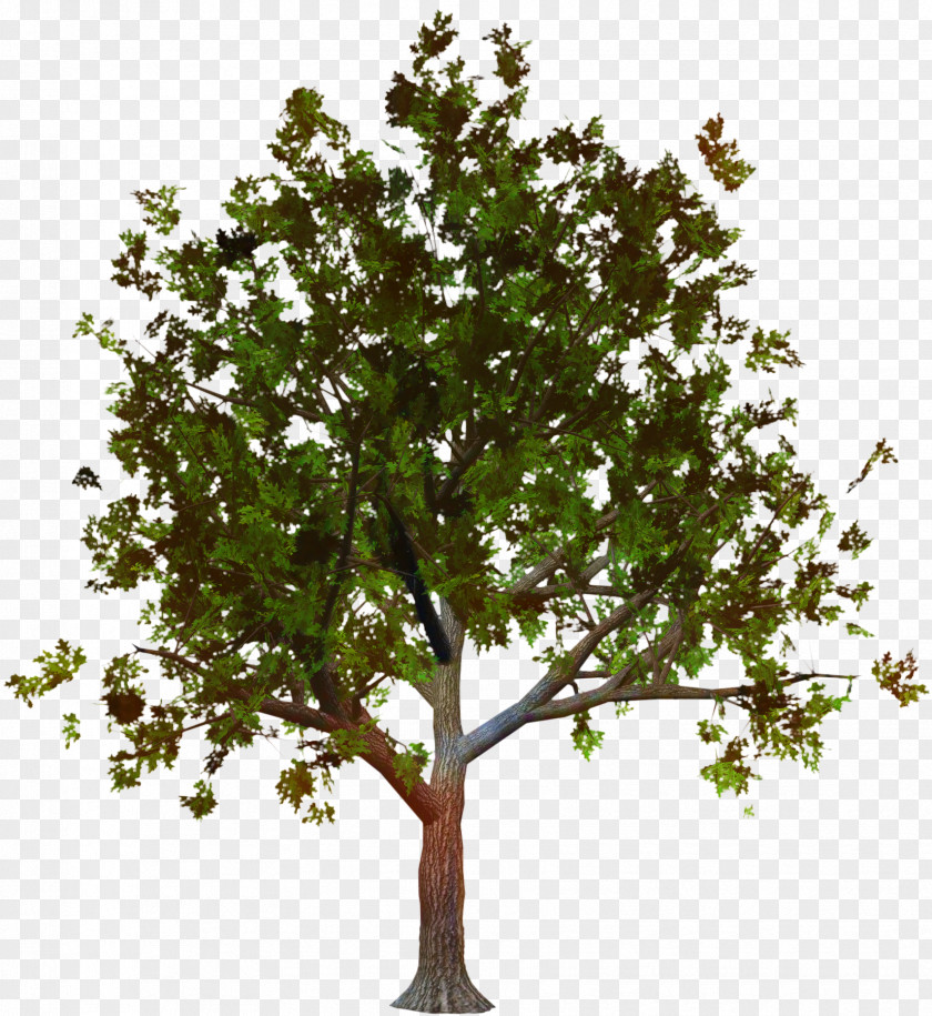 Plane Trees Tree Family PNG