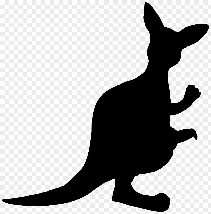 Whiskers Cat Clip Art Kangaroo Fauna PNG