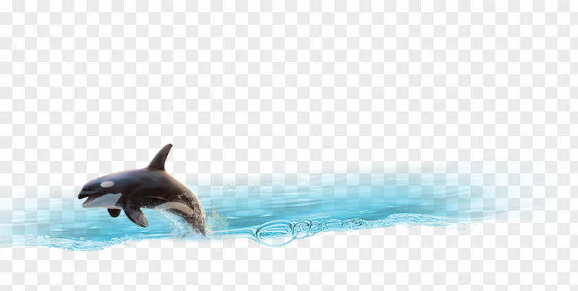 Dolphin Porpoise Cetacea Tail Wallpaper PNG