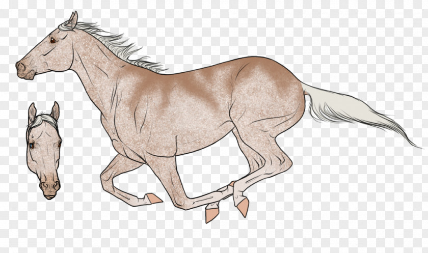 Mustang Foal Colt Stallion /m/02csf PNG