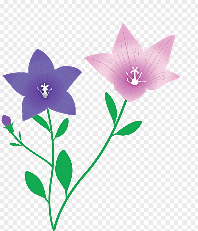 Balloon Flower PNG