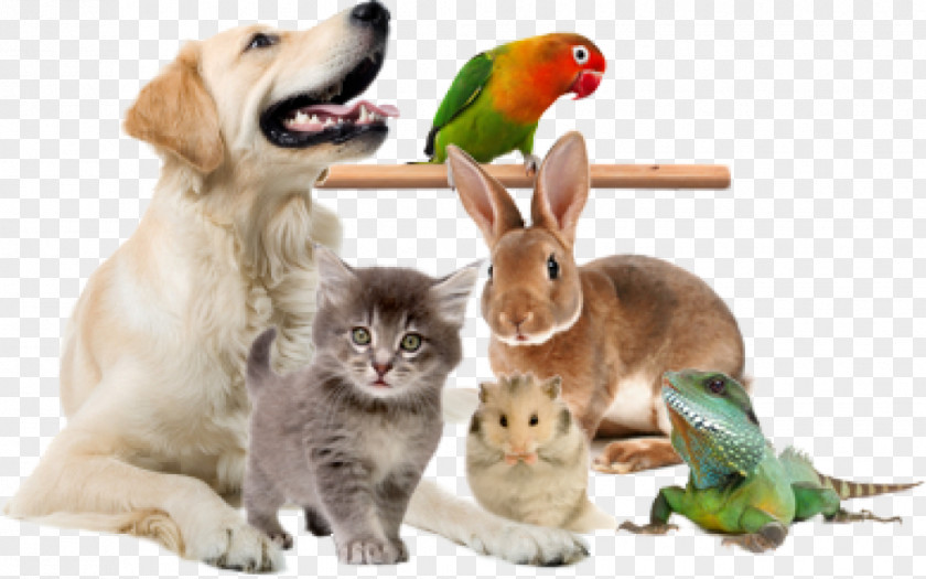 Cat Exotic Animal Veterinarian Pet PNG