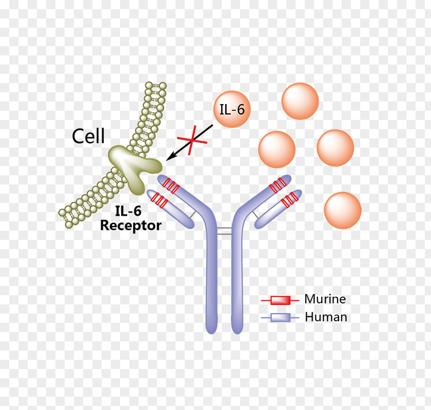 Daclizumab Tocilizumab Monoclonal Antibody Therapy PNG