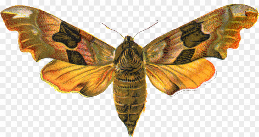 Honey Bee Butterfly Insect Animal Moth PNG