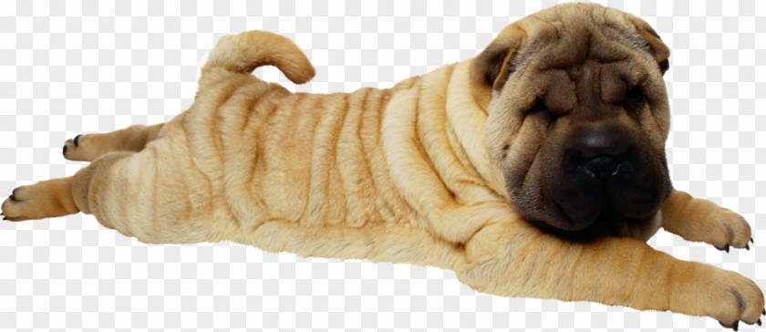 Puppy Shar Pei Clip Art PNG