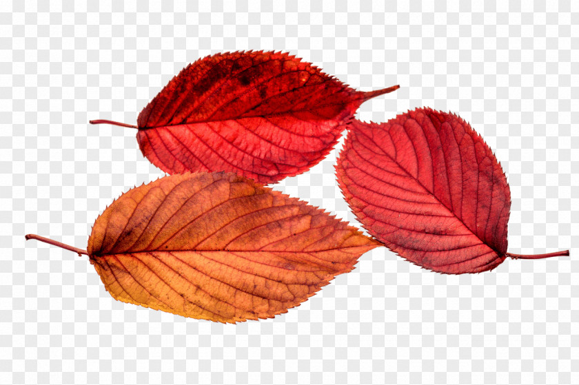Young Leaves Autumn Leaf Color PNG