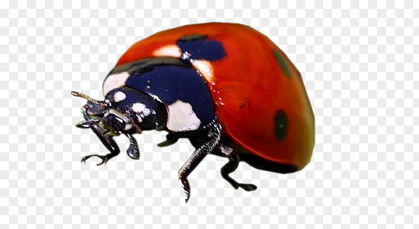 Beetle Dung Weevil Scarab Helmet PNG
