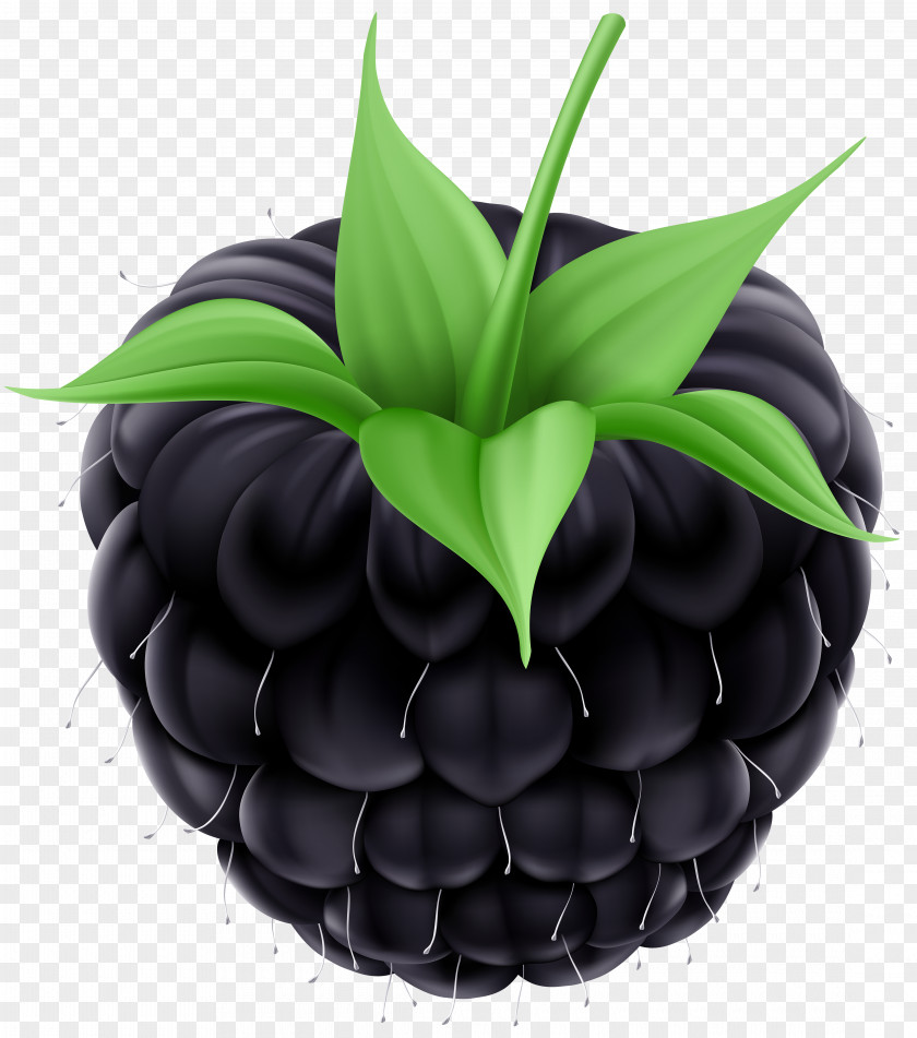 Blackberry Clip Art Image Fruit PNG