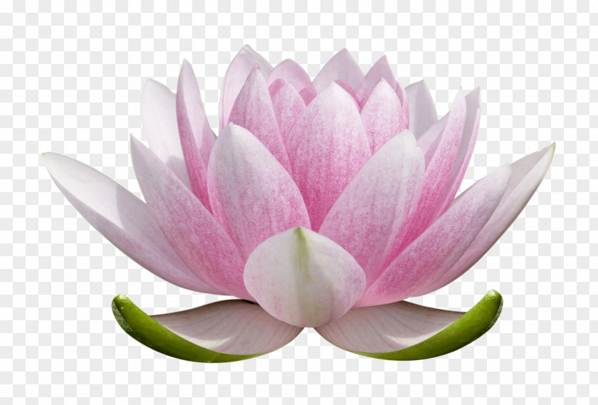 Proteales Water Lily Pink Flower Cartoon PNG