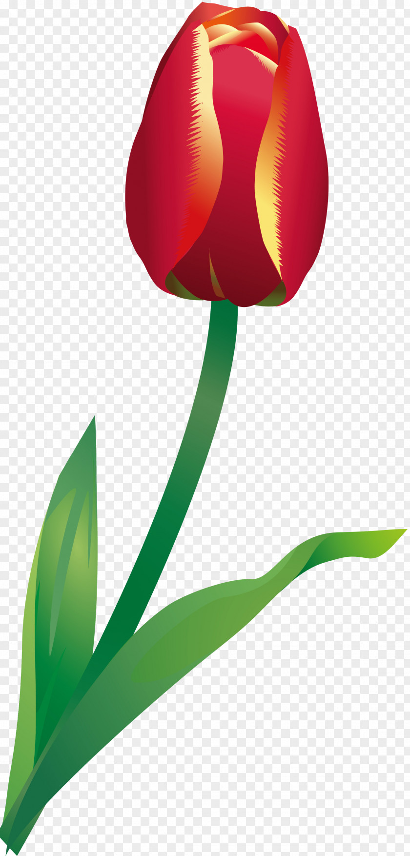 Tulip Flowering Plant Liliaceae Stem PNG