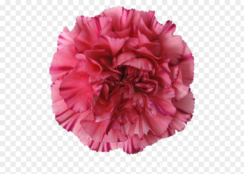 CARNATION Carnation Cut Flowers Transvaal Daisy PNG