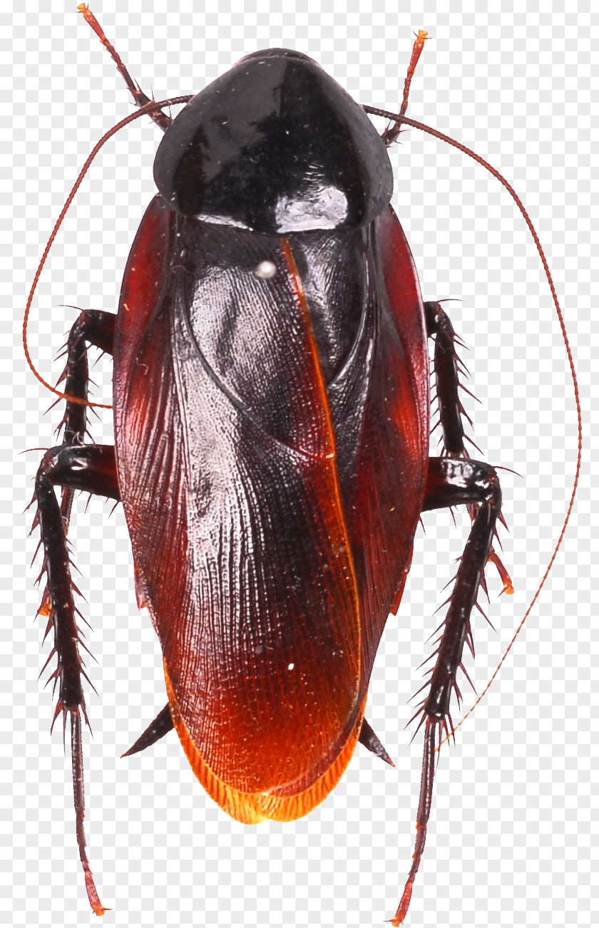 Cockroach American Pest Control Roach Bait Smokybrown PNG