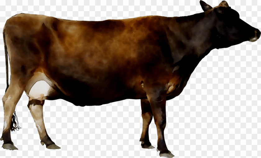 Dairy Cattle Calf Taurine Shorthorn PNG