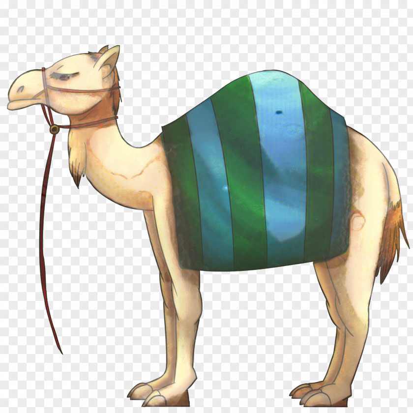 Dromedary Camel Racing Bedouin Image Drawing PNG