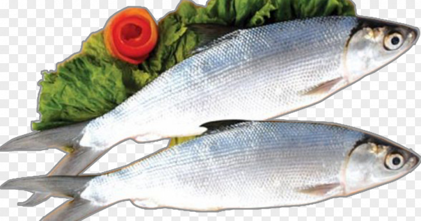 Fish Milkfish Food Nutrition Salmon PNG