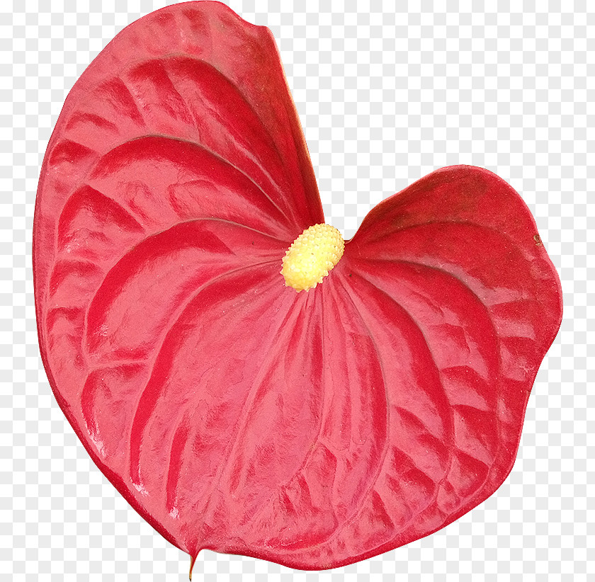 Flower Petal Royalty-free Photography PNG