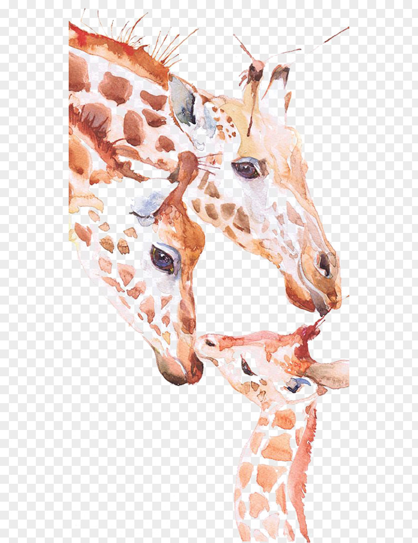 Giraffe Watercolor Painting Art Drawing PNG