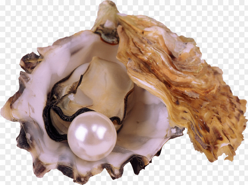 Pearls And Shells Die Heimliche Unterstxfctzung Der Sucht: Co-Abhxe4ngigkeit Pearl Seashell Nayada Wallpaper PNG