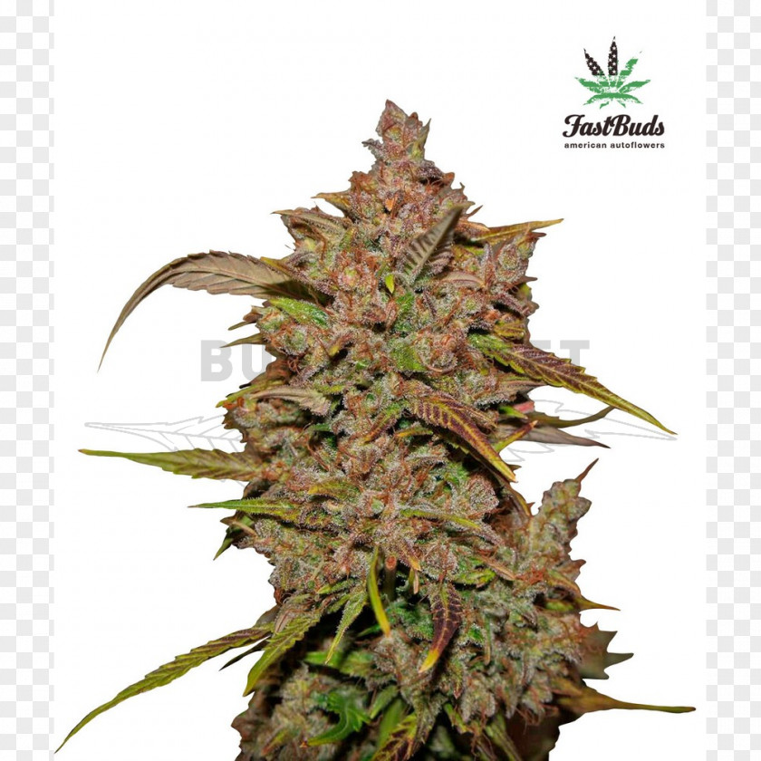 Skunk Autoflowering Cannabis Seed Bank Marijuana PNG