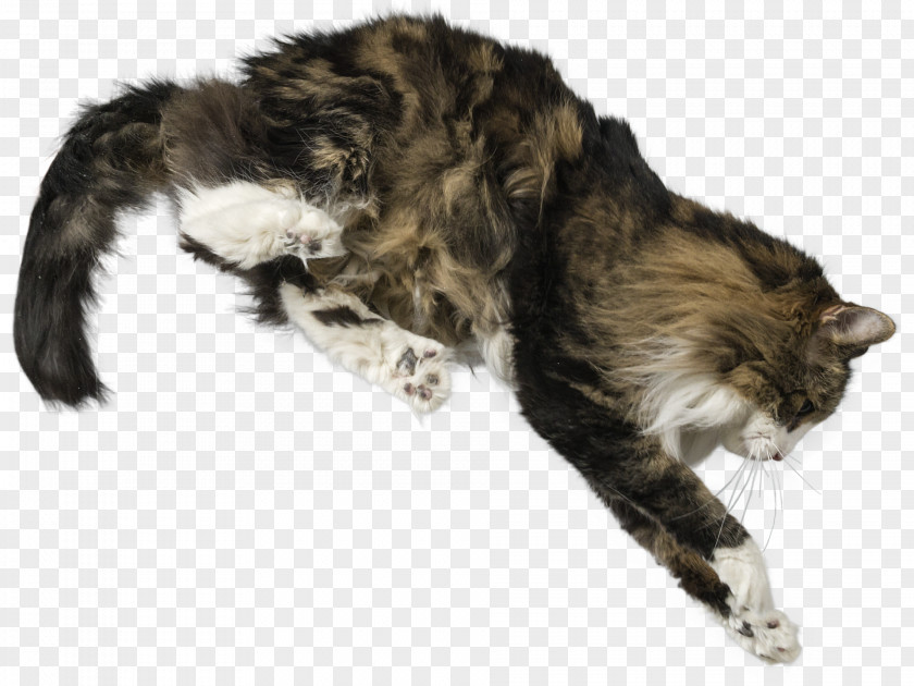5 Ballet Positions Movements Whiskers Maine Coon Fur Raccoon PNG