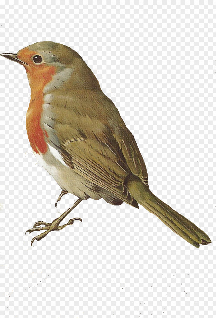 Birds Bird European Robin Common Nightingale Clip Art PNG