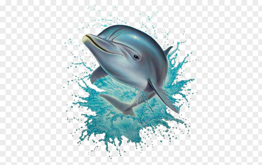 Daulfin Common Bottlenose Dolphin Desktop Wallpaper Fish Free PNG