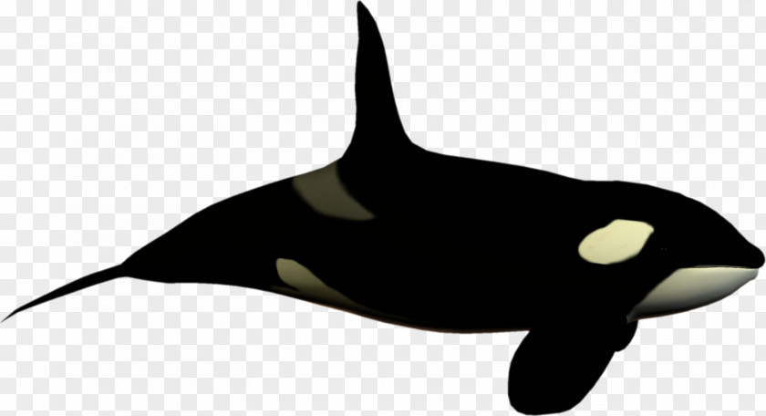 High Clipart Killer Whale Toothed Dolphin Clip Art PNG