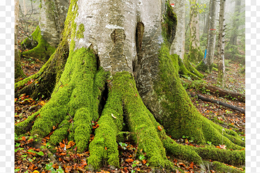 Tree European Beech Spruce-fir Forests Trunk PNG