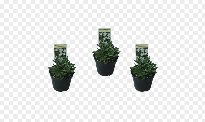 Flowerpot Herb Houseplant PNG