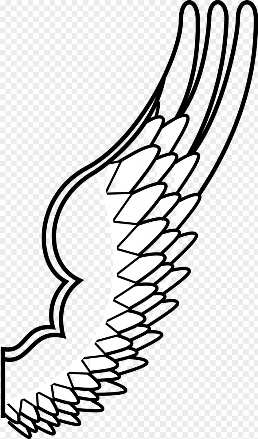 Wing Bird Drawing Clip Art PNG
