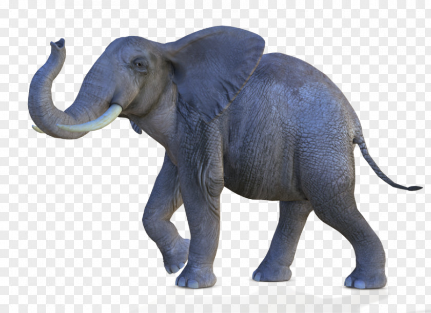 African Elephant Transparent Bush Asian Forest PNG