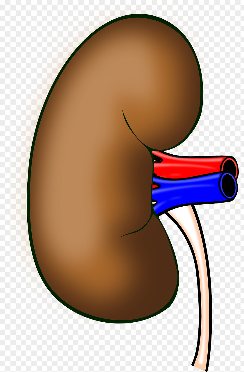 Kidney Transplantation Organ PNG transplantation , Health Kidneys s clipart PNG