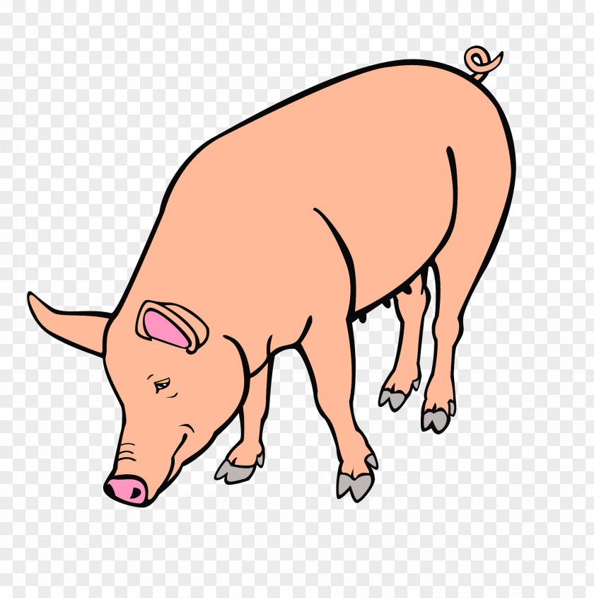 Pig Large White Black And Clip Art PNG