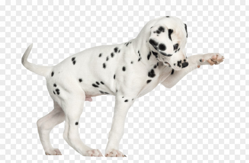 Puppy Dalmatian Dog Cat Kitten Stock Photography PNG