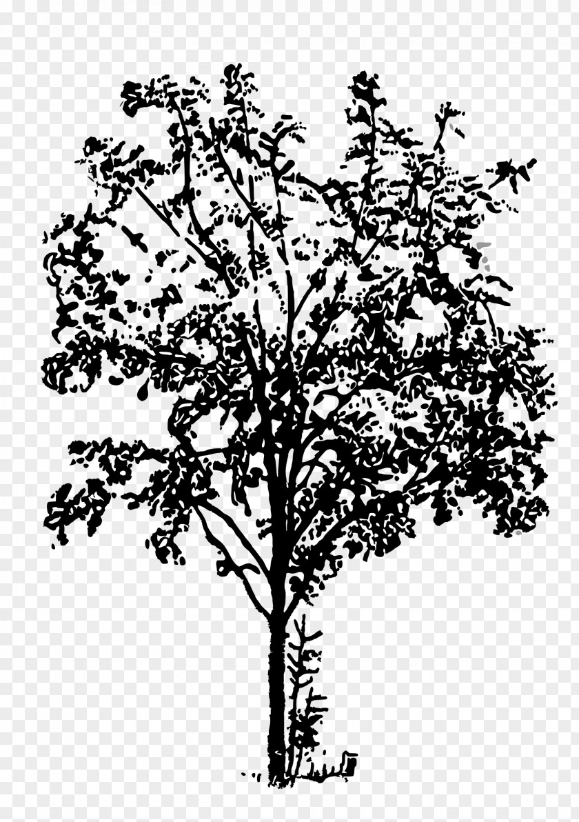 Tree Twig Black And White Clip Art PNG