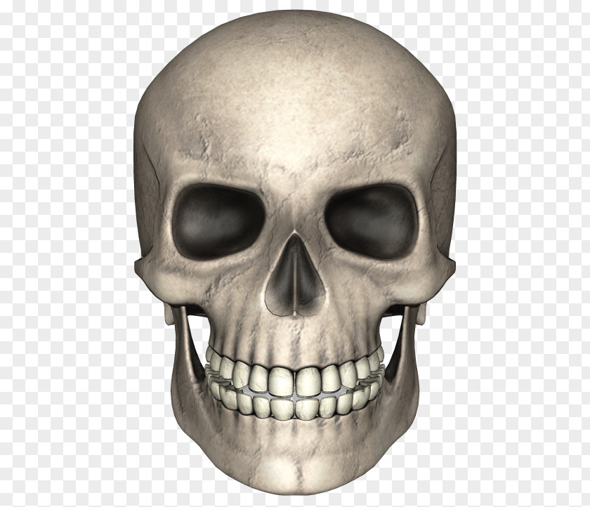 Animal Skull Bone Skeleton Clip Art PNG