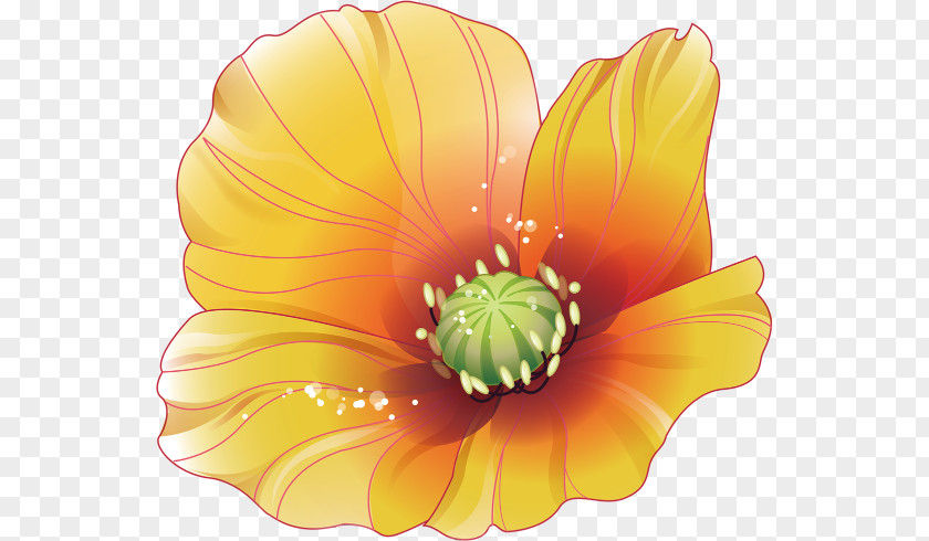 Decorative Floral Pattern Flower Clip Art PNG