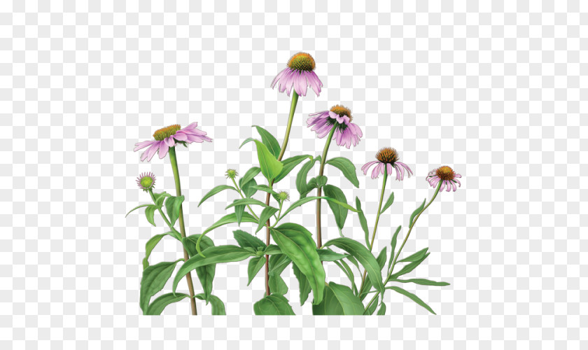 Echinacea Herbal Tea Purple Coneflower Angustifolia Dietary Supplement PNG