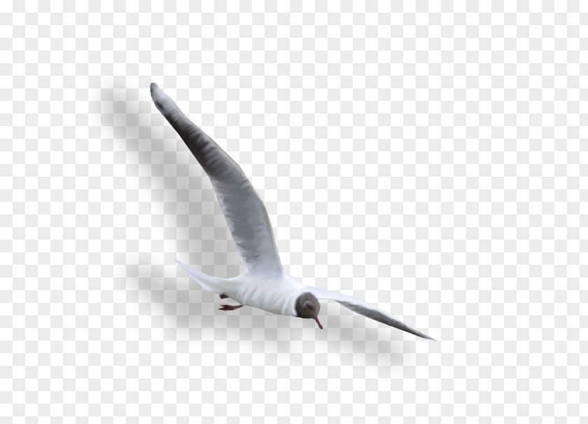 Gaz Chaika Large White-headed Gulls Clip Art PNG