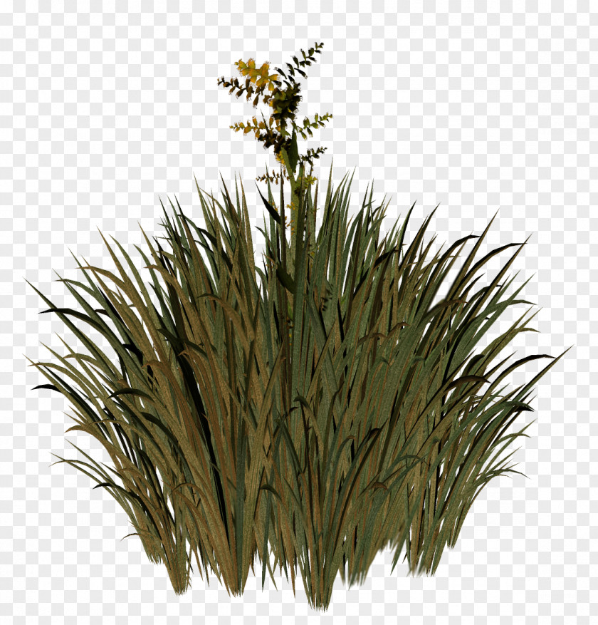 Grass Herbaceous Plant Lawn Meadow Advertising Grasses PNG