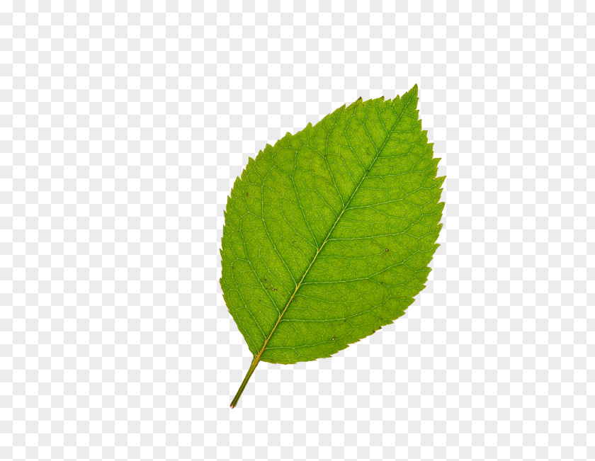 Leaves Leaf Bladnerv Clip Art PNG
