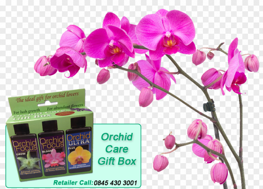Plant Moth Orchids Stock Photography PNG