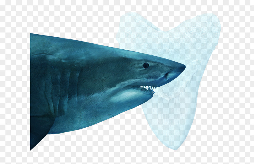 Fish Tiger Shark Great White Fin Soup Oceanic Whitetip Squaliformes PNG