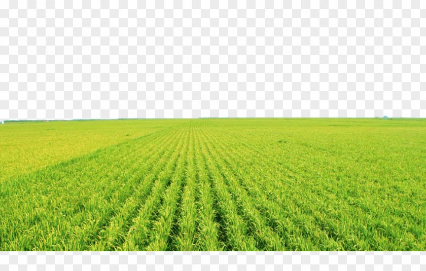 Green Rice Fields Agricultural Aircraft Paddy Field Agriculture Fertilizer Clip Art PNG