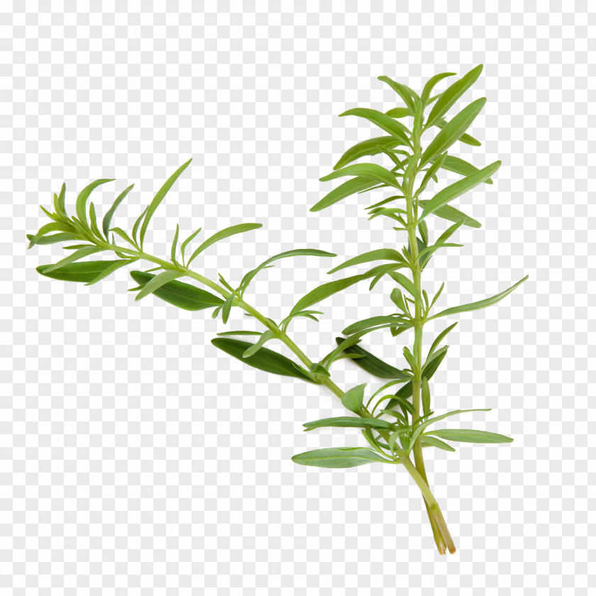 Herbs Hyssop Plant Herb Agastache Foeniculum Common Wormwood PNG