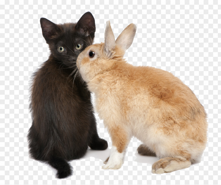 Rabbit Desktop Wallpaper Kitten Cat Clip Art PNG